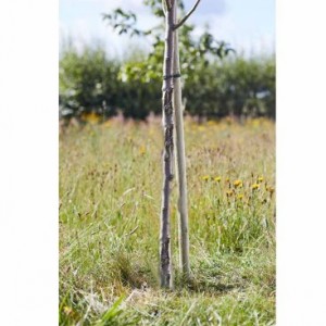 TREE STAKE ROUND 2.5mtr